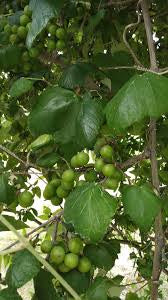 Muscadine Grapes