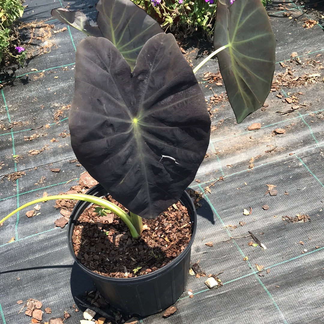 Black elephant ear