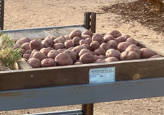 Minnesota red seed potatoes