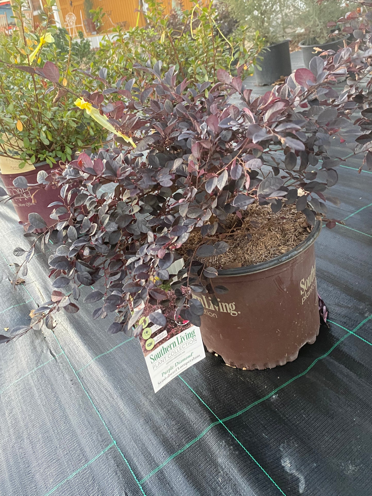 Loropetalum