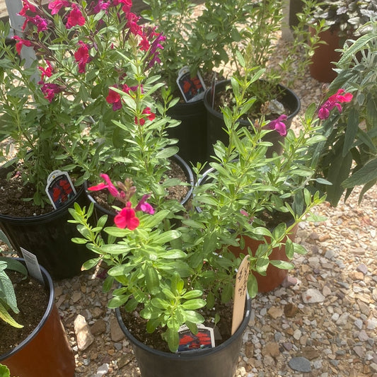 Salvia