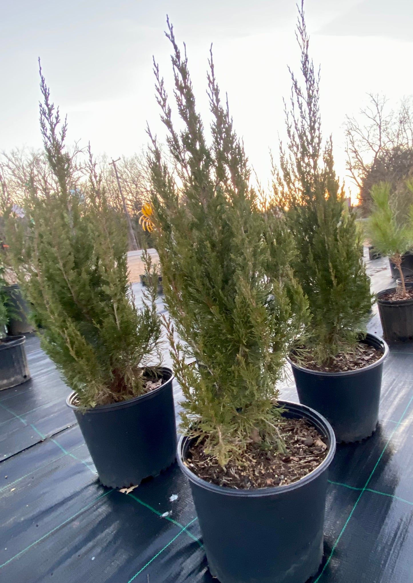 Blue juniper shrub