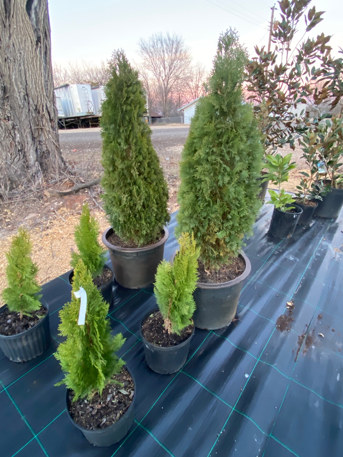 Arborvitae