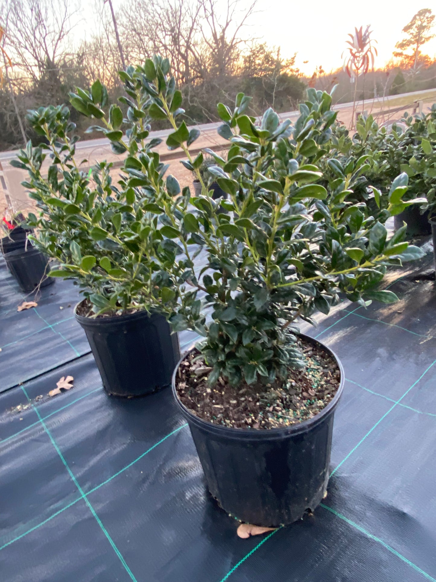 Dwarf Buford holly