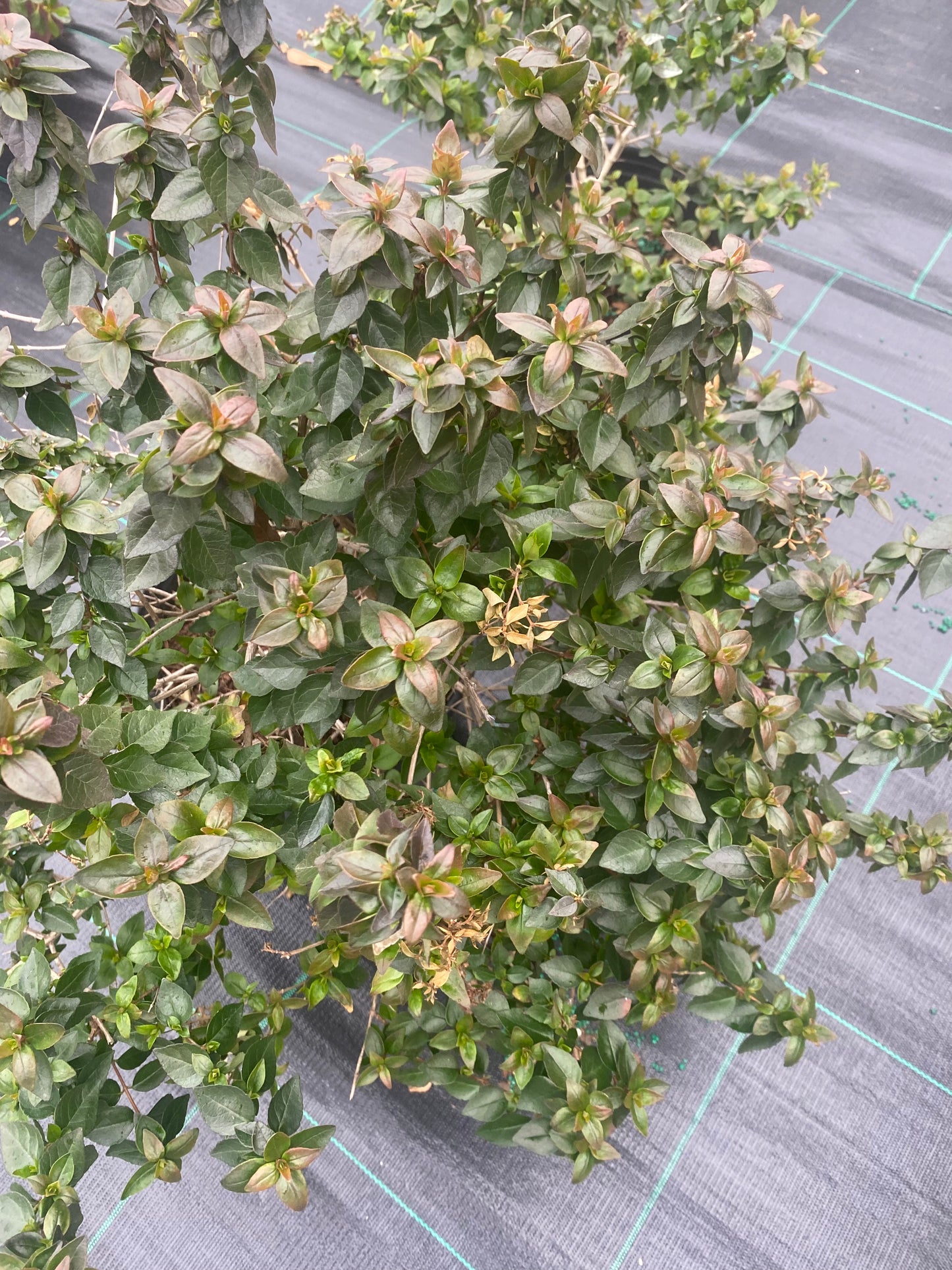 Rose creek abelia