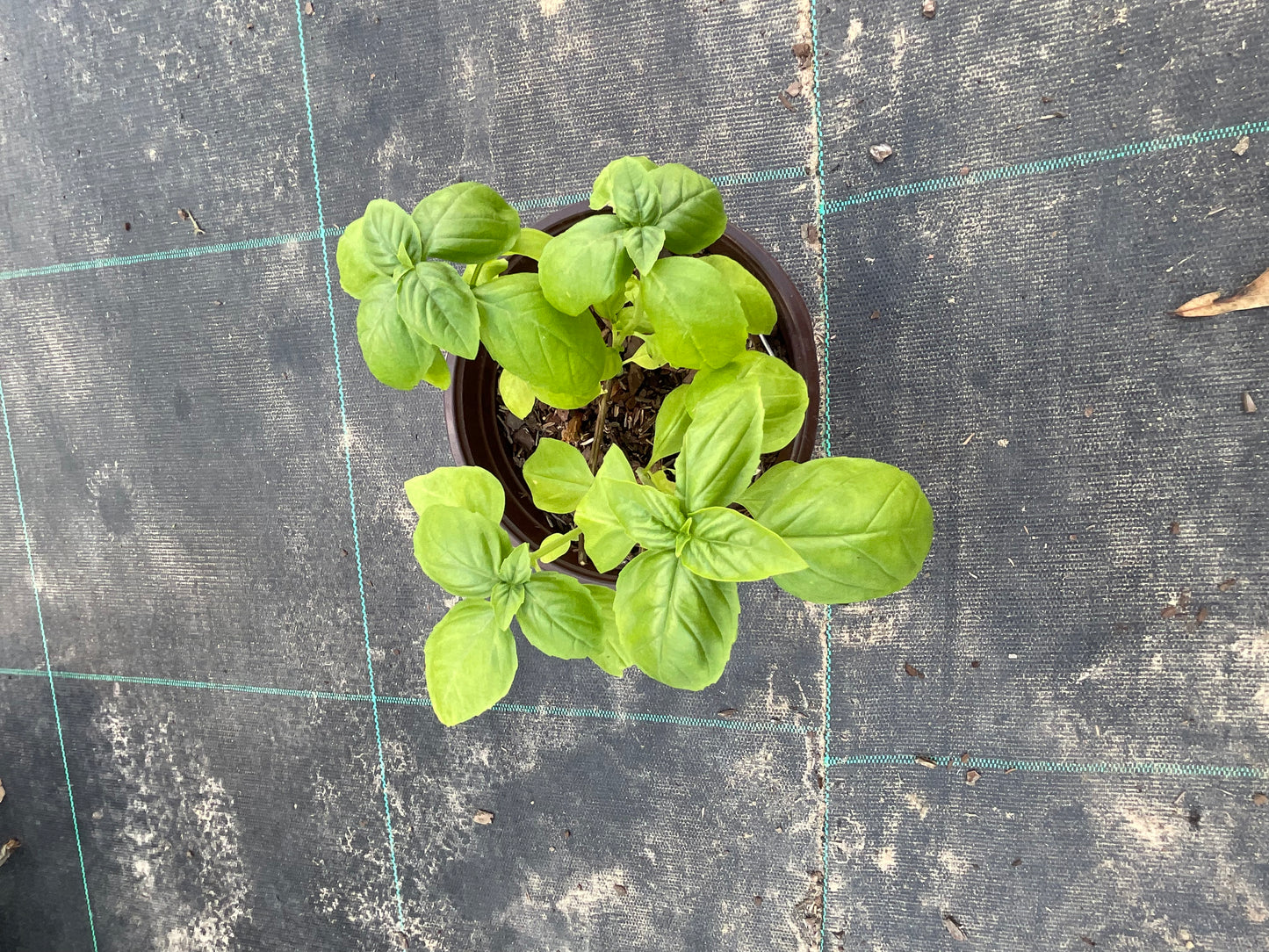 Sweet Basil