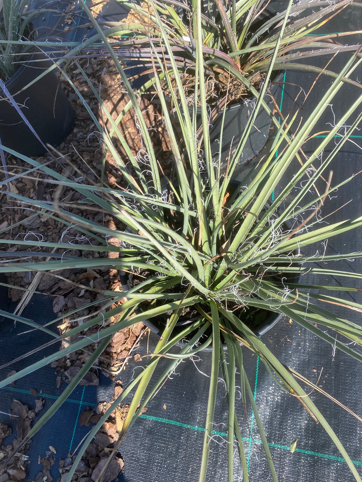 Red yucca